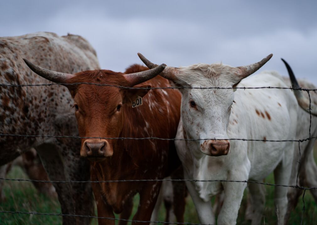 #1 (highest): Bovine meat (beef herd)
